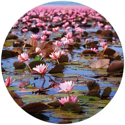 Produktbild von Wallario Premium Glasbild, freischwebende Optik, kräftige Farben, rund 50cm Durchmesser, Motiv Seerosenlandschaft mit rosa Blüten