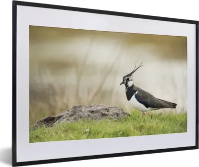 Produktbild von MuchoWow® Gerahmtes Poster Vogel - Gras - Tiere - Natur - Kiebitz 60x40 cm - Poster mit Schwarzem Bilderrahmen Wandposter Rahmen Foto Bilder - Schlafzimmer - Plakat in Rahmen - Drucken