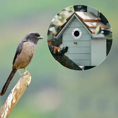 Produktbild von VD WEIDE ENTERPRISE - Metall-Schutzplatte aus Edelstahl 32 mm Vogelhaus Bausatz für draußen - Vogelhaus für Nistkasten im Freien - Nestschutz.
