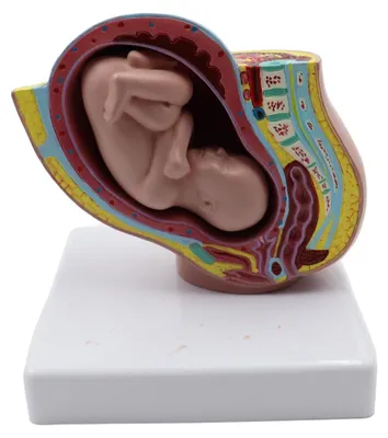 Image de Modèle anatomique de grossesse, 30 cm, représentant le fœtus et le bassin féminin, en résine, destiné à l'éducation