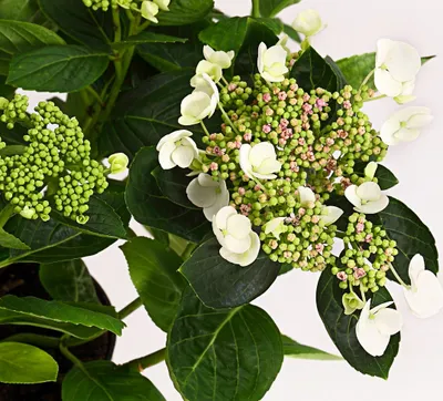 Produktbild von Dehner Teller-Hortensie, üppige weiße Blüten, ca. 30-40 cm, 21 cm Topf, Zierstrauch