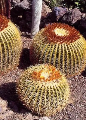Produktbild von Kakteen – Schwiegermutterstuhl Samen | Echinocactus grusonii | Goldkugelkaktus
