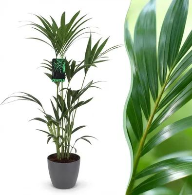 Immagine prodotto di Howea Forsteriana - Palma Kentia - Bassa manutenzione - Verde - con Potter Grigio - 120-130cm - Ø21cm - Pianta d'appartamento - Set completo - Pianta con vaso