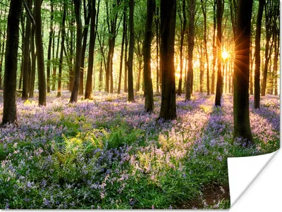 Produktbild von MuchoWow® Poster Wald - Blumen - Lavendel - Sonne - Lila - Natur 160x120 cm - Foto Plakat