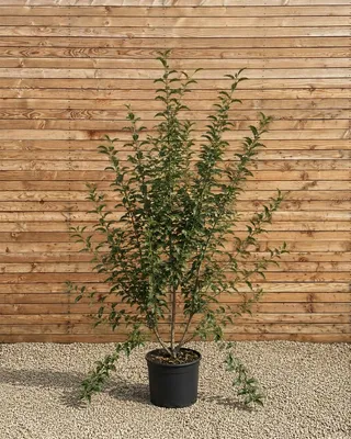 Produktbild von Zierapfel Red Sentinel 200-250 cm - Malus mehrstämmig