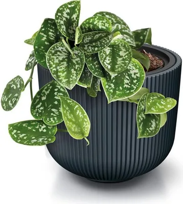 A green plant with silver variegation in a dark gray ribbed pot.