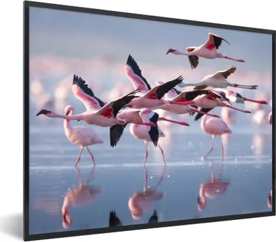 Produktbild von MuchoWow® Gerahmtes Poster Flamingo - Vogel - Wasser - Rosa 80x60 cm - Poster mit Schwarzem Bilderrahmen Wandposter Rahmen Foto Bilder - Schwarzem - Mit Gestell