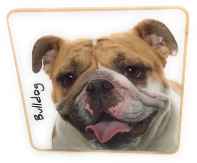 Hundeuntersetzer aus Kork, 9,5 x 9,5 cm, Bulldoggen-Motiv