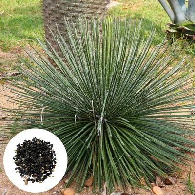 Zdjęcie produktu dla Nasiona Agave Geminiflora - zestaw 5 sztuk - Odporna na suszę - Agawa dwukwiatowa