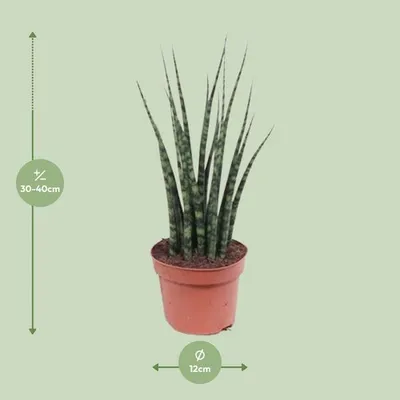 Zdjęcie produktu dla Sansevieria Fernwood Mikado Ø12 cm ↕40 cm – sansewieria, roślina doniczkowa, wężowa