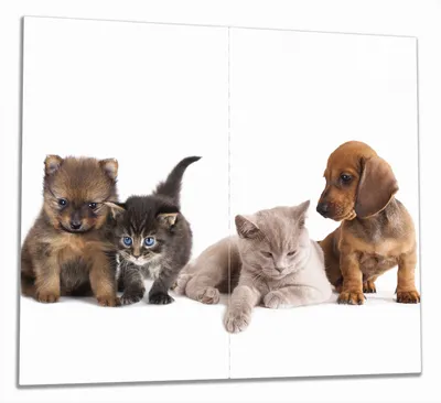 Produktbild von Wallario Herdabdeckplatte aus Glas, Größe 60 x 52 cm 2-teilig, Motiv Hundewelpen und Katzenjunge