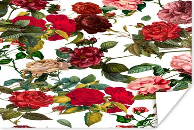Produktbild von MuchoWow® Poster Blumen - Rose - Weiß 120x80 cm - Bilder