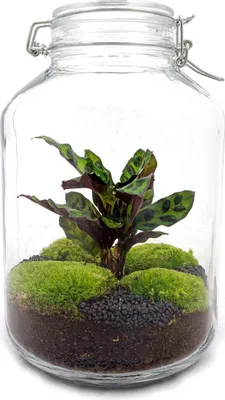 Immagine prodotto di Giardino in bottiglia Calathea – Kit fai da te per terrario – ↕28 cm – Piante fai da te – Set in vetro con coperchio in sughero – Mini ecosistema autosufficiente
