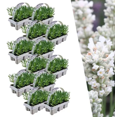 Image de Plants by Frank | 72 Plantes de lavande vraie blanche | Lavandula angustifolia | Couvre-sol rustique | Vivaces rustiques | Plantes de jardin