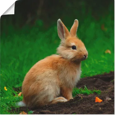 Produktbild von ARTland Poster Zwergkaninchen im Grünen Größe: 40x40 cm