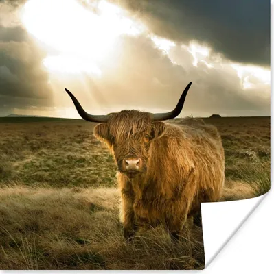 Produktbild von MuchoWow® Poster Schottischer Hochländer - Sonne - Tiere 50x50 cm - Wohnzimmerdekoration