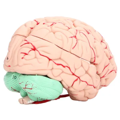 Zdjęcie produktu dla Human Brain Model,Human Brain Anatomy Model,Human Brain Model for Kids,Human Brain Model for Neuroscience,Human Brain Mold,Brain Model
