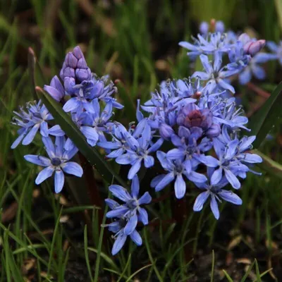 Produktbild von Zweiblättriger Blaustern Sternhyazinthe Scilla Bifolia Gr. 5+ 100 Stück