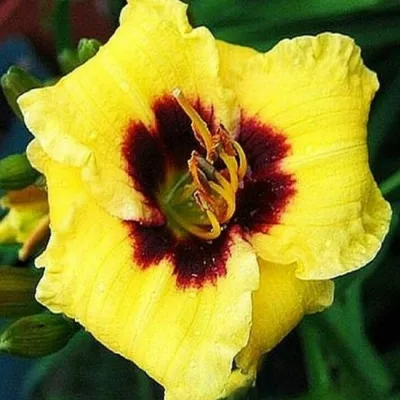 Immagine prodotto di Daylily Bumble Bee 1 pz. Daylilies piantine piantina