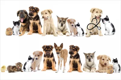 Produktbild von Wallario Poster - Süße Haustiere - Katzen  Hunde  Hamster  Küken, Kunstdruck Größe: 61 x 91,50 cm