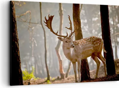 Produktbild von Bild auf Leinwand - Leinwandbild - Kitz Hirsch Tier wild - 100x70cm - Wand Bild - Wanddeko - Leinwanddruck - Bilder - Kunstdruck - Wanddekoration - Leinwand bilder - Wandkunst - AA100x70-2400