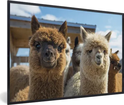 Produktbild von MuchoWow® MuchoWow® Gerahmtes Poster Alpaka - Fröhlich - Braun - Weiß 90x60 cm - Poster mit zchwarzem Bilderrahmen - Fotorahmen - Foto-Plakat