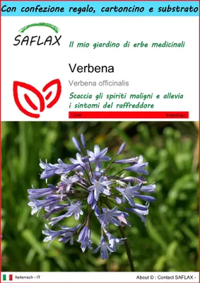 Immagine prodotto di SAFLAX Set regalo - Verbena - 250 semi - Verbena