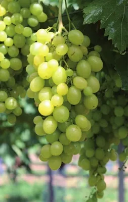 Produktbild von Vitis vinifera Unio - weiße Weintraube Tafeltraube - robust und widerstandsfähig - veredelt mit Neuaustrieb