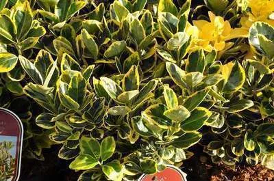 Zdjęcie produktu dla Euonymus jap. 'Ovatus Aureus' ('marieke') - krzew korkowca 20- 30 cm pojemnik