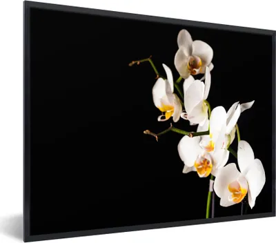 Produktbild von MuchoWow® Gerahmtes Poster Orchidee - Blumen - Pflanzen - Botanisch 80x60 cm - Poster mit Schwarzem Bilderrahmen Wandposter Rahmen Foto Bilder - Schwarzem - Mit Gestell