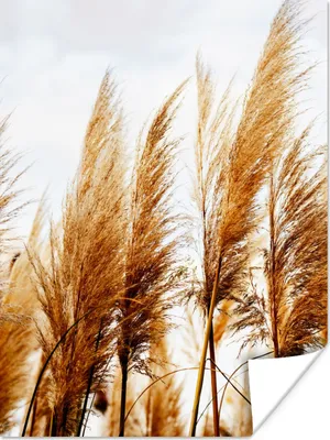 Produktbild von MuchoWow® Poster Pampasgras - Sonne - Gras 90x120 cm - Wohnzimmer