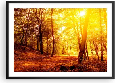 Produktbild von Gerahmtes Poster - Schwarzer Rahmen - Wald Baum Natur - 70x50 cm - Wand Bild - Wanddeko - Wandbilder - Kunstposter - Wandposter - Bilderrahmen - Bilder - Kunstdruck - Wandbild - P2BAA70x50-3722