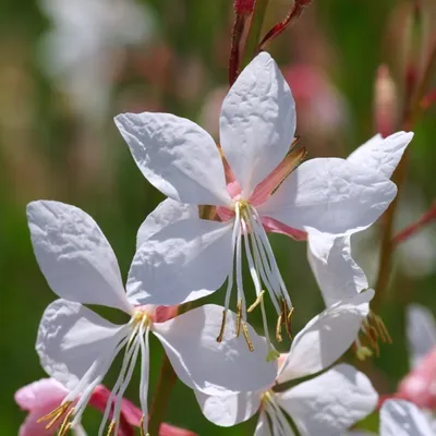 Obrázok produktu pre 6 x Prachtkerze - Gaura lindheimeri | Topf 9cm x 9cm