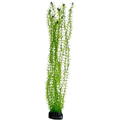 Produktbild von Hobby Lagarosiphon, 60 cm