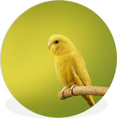 Produktbild von MuchoWow® Rundes Wandbild - Runde Bilder Zitronensittich Ø 60 cm Kreis Wanddekoration Kunststoff - Wandkreis - Wandschmuck - Wand Kreis - Das Schlafzimmer - Die Bilder - Wandmalerei - Kunst für das Haus - das Plastik