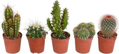 Obrázek produktu pro Smes kaktusu - 5 rostlin - Ø5,5cm - pestrá smes pokojových rostlin - snadno