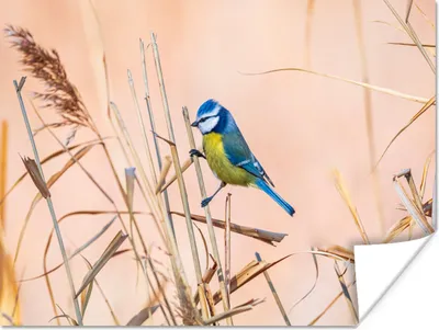 Produktbild von MuchoWow® Poster Vogel - Blaumeise - Schilf 160x120 cm - Foto Plakat