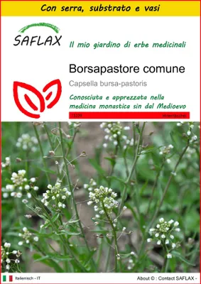 Immagine prodotto di SAFLAX Insieme di coltivazione - Borsapastore comune - 1000 semi - Capsella