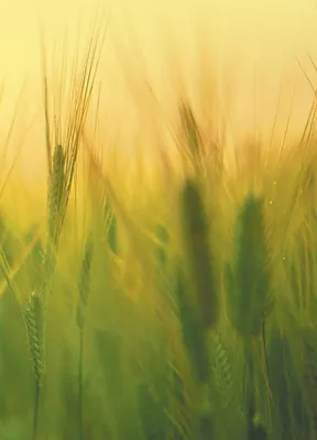Produktbild von Agricultural Microbiology