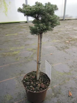 Produktbild von Stamm 40cm - Zwerg-Koreatanne Silberperle - Abies koreana