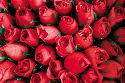Produktbild von Rosen Kunstdruck Bild - Rote Rosen, Blütenmeer (120 x 180 cm)