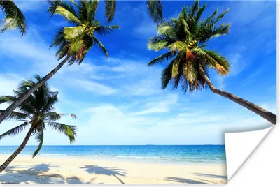 Produktbild von MuchoWow® Poster Palmen - Strand - Meer 180x120 cm - Fotoplakat