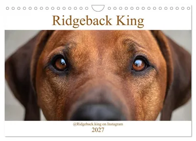 Produktbild von Ridgeback King (Wandkalender 2027 DIN A4 quer), CALVENDO Monatskalender