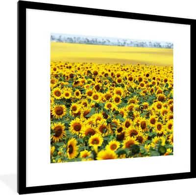 Produktbild von MuchoWow® Gerahmtes Poster Sonnenblume - Blumen - Natur 40x40 cm - Poster mit Schwarzem Bilderrahmen Wandposter Rahmen Foto Bilder - Poster - Plakat im Rahmen
