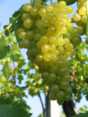 Produktbild von Vitis vinifera Millenium kernlose weiße Weinrebe Tafeltraube pilztolerant