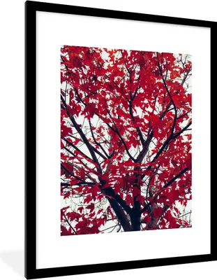 Produktbild von MuchoWow® Gerahmtes Poster Ahorn - Blätter - Herbst - Natur 60x80 cm - Poster mit Schwarzem Bilderrahmen Wandposter Rahmen Foto Bilder - Wohnzimmer - Dekorationen - Prämie