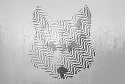 Produktbild von Tadessi Fototapete | Tiere | 4.00 m x 2.70 m | Grau | Weiß | Wandbild | Digitaldruck