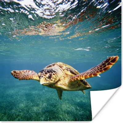 Produktbild von MuchoWow® Poster Schildkröte - Wasser - Blau 50x50 cm - Wohnzimmerdekoration