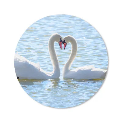 Produktbild von MuchoWow® Mauspad Mousepad Vögel - Schwan - Wasser - Liebe - Sonne 20x20 cm - Mousepads - Maus Mat - Pad - Mausunterlage - Schreibtischmatte