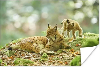 Produktbild von MuchoWow® Poster Luchsmutter und ihre Jungen im Nationalpark Bayerischer Wald 180x120 cm - Fotoplakat